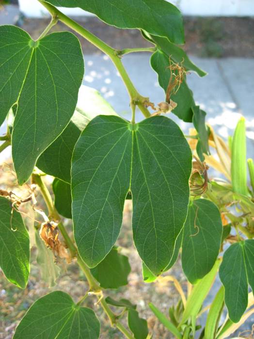 Descripción: D:\JM-disco duro\Vasculares x familia-todas\angiospermas-fotos-icon-textos\Fabaceae\FABACEAE EXOTICAS\Bahuinia forficata pruinosa FJA (3).JPG